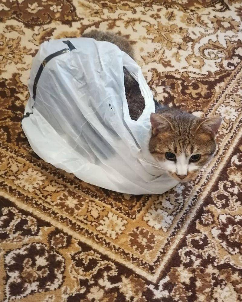 reddit.com/bakirelopove